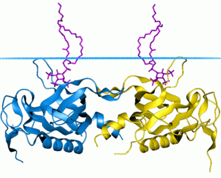 <span class="mw-page-title-main">Bruton's tyrosine kinase</span> Kinase that plays a role in B cell development