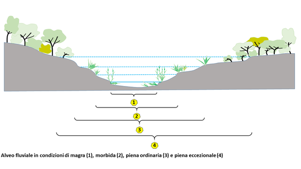 Schema di un alveo fluviale con microzonazione interna alla zona ripariale e tipologia di vegetazione. Entro l'alveo di magra (sempre sommerso) abbiamo piante acquatiche; entro gli alvei di morbida (regime normale) e di piena ordinaria piante a elevata idrofilia (canneto), arbusti a elevata flessibilità del fusto (ad esempio salice), mentre nell'alveo di piena eccezionale e sugli argini naturali possono dimorare piante ad alto fusto (bosco igrofilo).