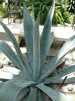 Amerikas agave