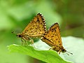 Mating pair; male right, female left