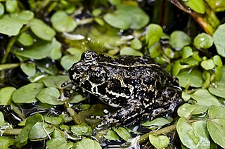 <span class="mw-page-title-main">Black toad</span> Species of amphibian