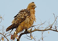 Wahlberg's eagle, a breeding migrant present from August to April Aquila wahlbergi.jpg