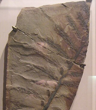 <i>Archaeopteris</i> Extinct genus of Devonian vascular plants