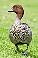 ♂ Melbourne Botanical Gardens, Australia