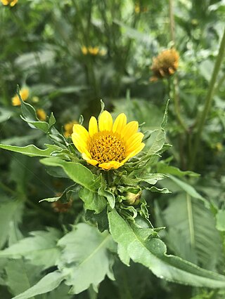 <i>Bidens amplissima</i> Species in the Asteraceae family