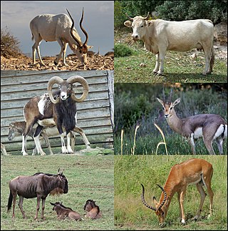 <span class="mw-page-title-main">Bovidae</span> Family of mammals belonging to even-toed ungulates