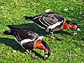 slika 4. Branta ruficollis