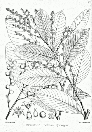 <i>Bridelia</i> Genus of flowering plants