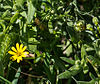 Calendula stellata.jpg