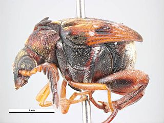 <i>Callosobruchus</i> Genus of beetles