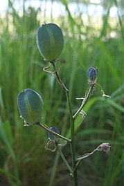 Camassia quamash fruits.jpg