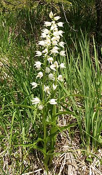 Une céphalanthère à longues feuilles en fleurs (Cephalanthera longifolia). (définition réelle 801 × 1 362*)