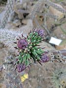 ungeöffnete Chollaknospen