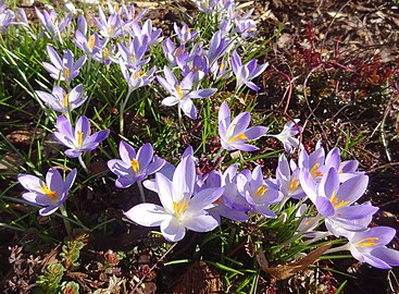 crocus