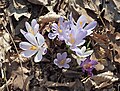 Crocus exiguus, Austria, Stiria