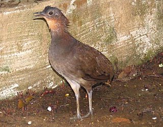 <span class="mw-page-title-main">Brazilian tinamou</span> Species of bird