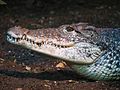 Crocodylus rhombifer