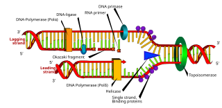 <span class="mw-page-title-main">Replisome</span> Molecular complex