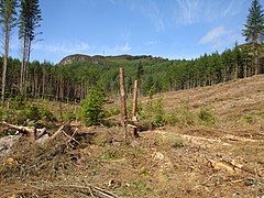 Dounie Clearfell - geograph.org.uk - 2045303.jpg