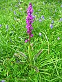 Orchis mascula England - West Sussex Tillington