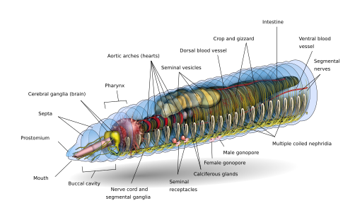 Diagram of the head of an earthworm