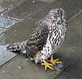 Héja (Accipiter gentilis)