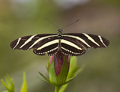 Description de l'image Heliconius charithonia, Mariposario de Icod de los Vinos, Tenerife, España, 2012-12-13, DD 01.jpg.