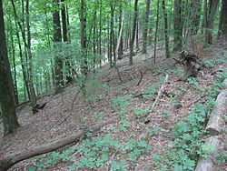 Hilly countryside in the Hoosier National Forest