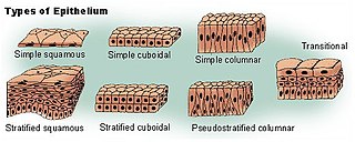 <span class="mw-page-title-main">Epithelium</span> Tissue lining the surfaces of organs in animals