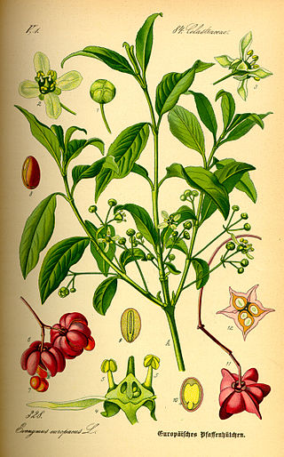 <span class="mw-page-title-main">Celastrales</span> Order of flowering plants, mostly from tropics and subtropics