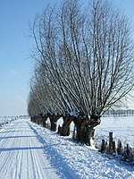 97. Platz: Frebeck mit Kopfweiden am Eyländer Weg im Naturschutzgebiet Bislicher Insel im Winter