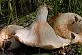 !Lactarius citriolens!