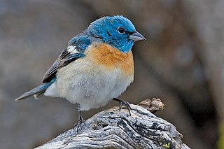 <span class="mw-page-title-main">Lazuli bunting</span> Species of bird