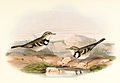 Painting from John Gould's Birds of Asia