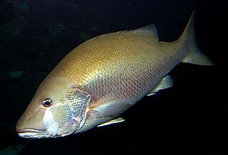 <span class="mw-page-title-main">Dog snapper</span> Species of fish