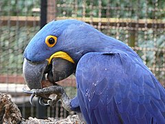 Hyacinth macaw