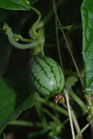 <i>Melothria scabra</i> Species of flowering plant