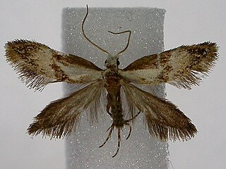 <i>Mnesarchaea loxoscia</i> Moth species in family Mnesarchaeidae