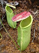 Nepenthes neoguineensis