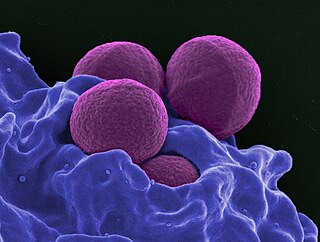 <span class="mw-page-title-main">Broad-spectrum antibiotic</span> Treatment for a wide range of bacteria