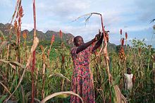 A farmer in the Nuba Mountains Nuba farming 2.jpg