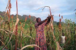 <span class="mw-page-title-main">Agriculture in Sudan</span> Economic sector in Sudan