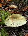 Russula aeruginea