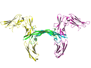 <span class="mw-page-title-main">Platelet-derived growth factor receptor</span> Cell surface receptors