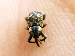 <i>Pachytychius haematocephalus</i> Species of beetle