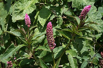 Phytolacca rugosa