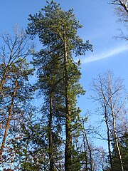 Pinus rigida