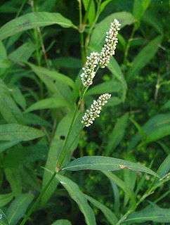 Polygonaceae Knotweed family of flowering plants