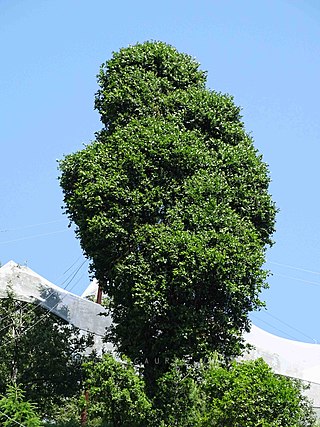 <i>Quercus floribunda</i> Species of plant in the genus Quercus