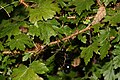 Saddle Mountain State Natural Area